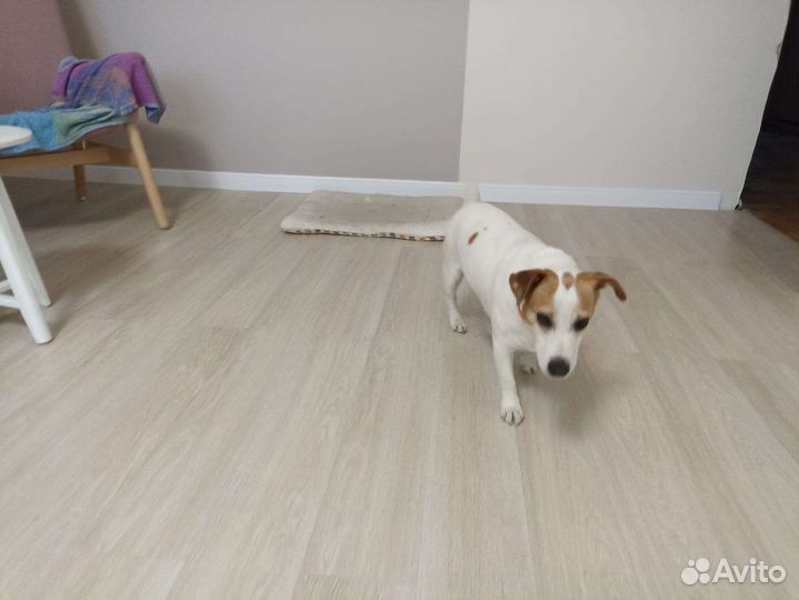 Джек Рассел терьер бесплатно