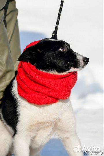 Джек в добрые руки