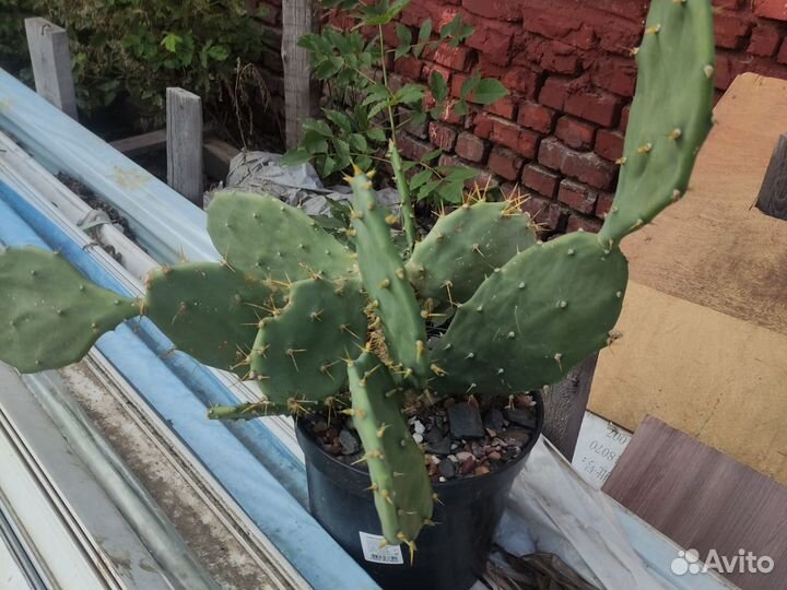 Опунция мощная