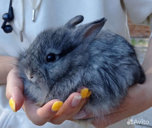 Карликовый кролик