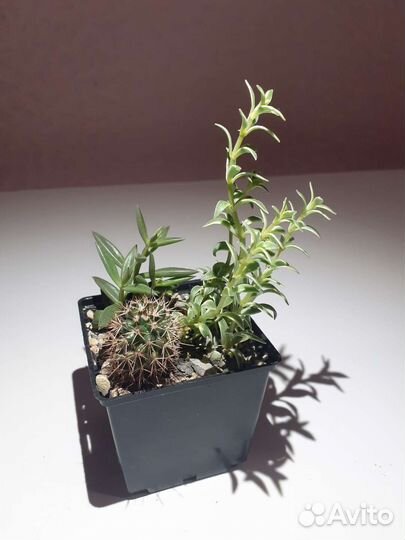 Кактусы и суккуленты