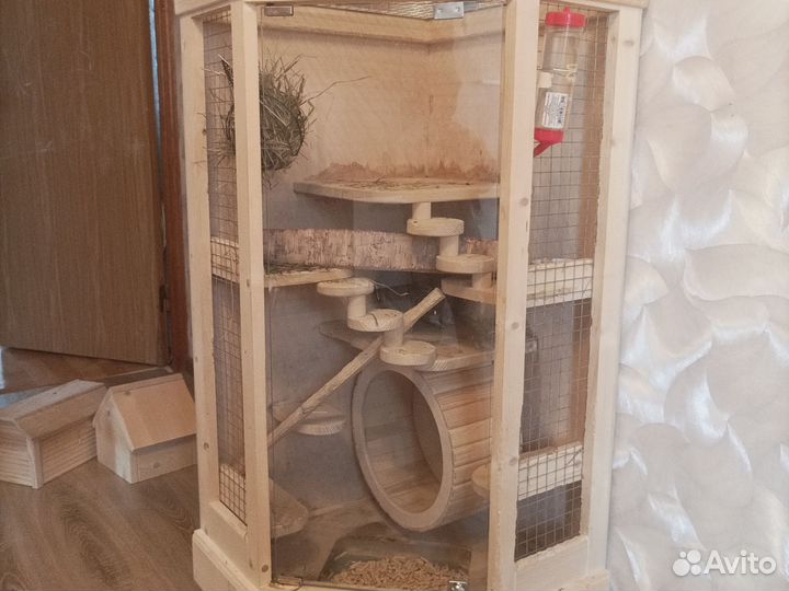 Шиншилла с витриной