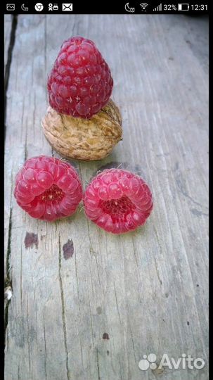 Малина ремонтантная