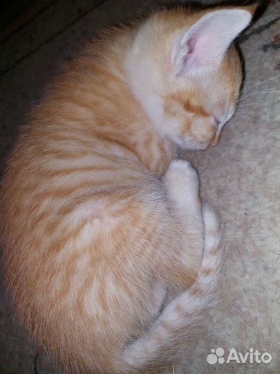 Рыжая кошечка