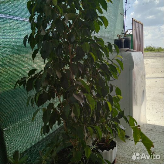 Драцена фикус Бенджамина