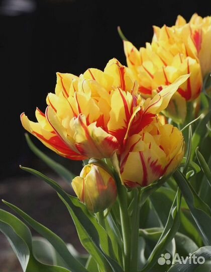 Тюльпан Монселла 1 уп. (3шт.) фракция 11/12