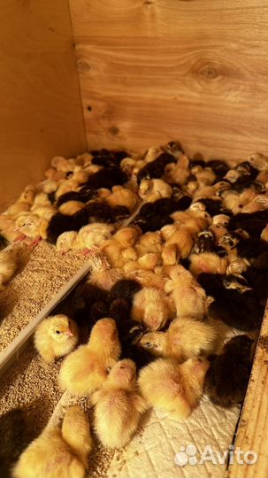 Инкубационное яйцо перепела,птица разных возрастов