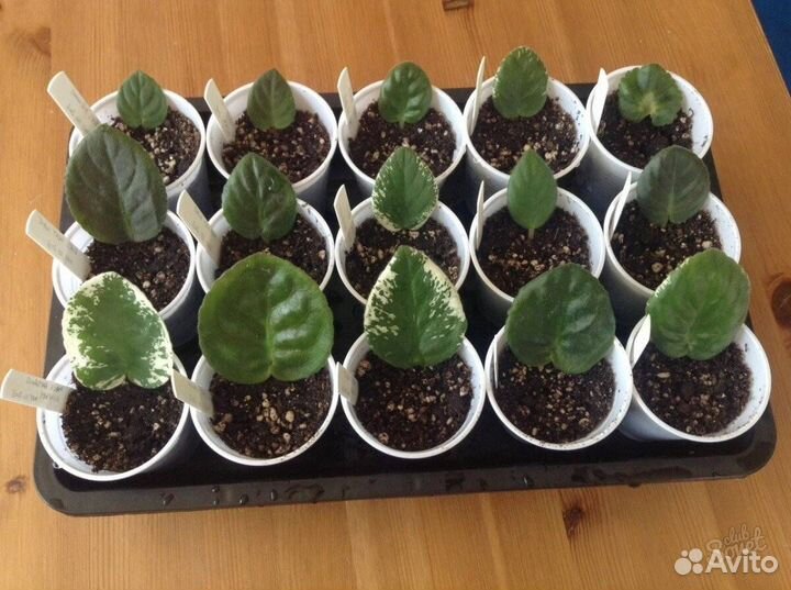 Фиалка «Герцогиня»