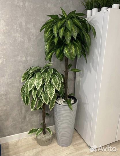 Манго, дерево декоративное