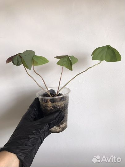 Кислица Оксалис Дороти Чао корея