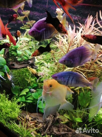 Рыбы Радужница Боицмена