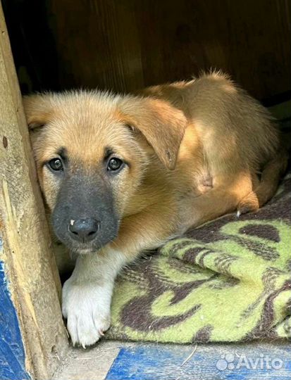 Щеночки - кобельки в добрые руки