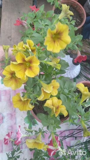 Рассада однолетних цветов