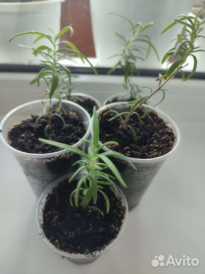 Розмарин в горшке, рассада