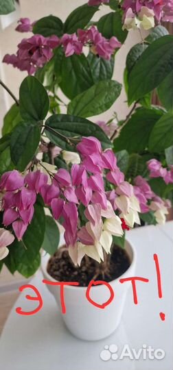 Клеродендрум томпсон