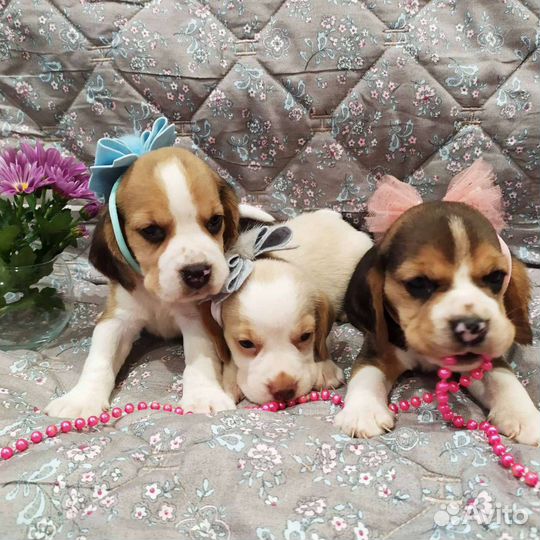 Щенки бигль