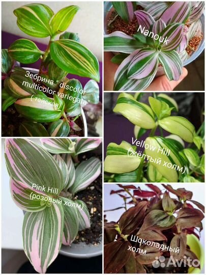 Традесканция сортовая. Каллизия