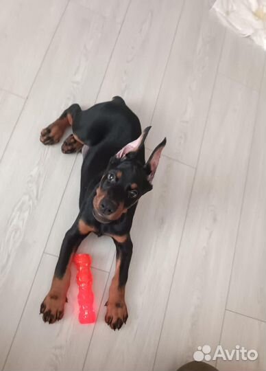 Купировка ушей, хвостов, прибылых пальцев