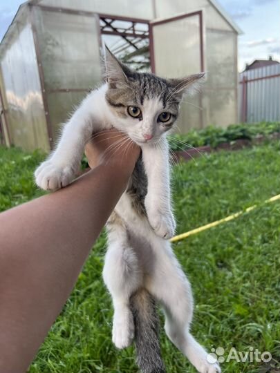 Отдам котят в добрые руки