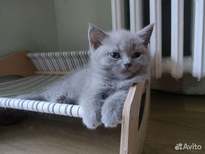 Шотландская кошка