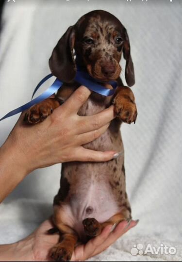 Мраморный малыш миниатюрной кроличьей таксы