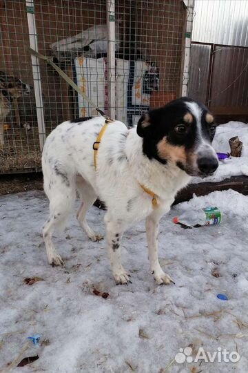 Тюбик ищет дом