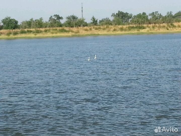Рыбное прудовое хозяйство