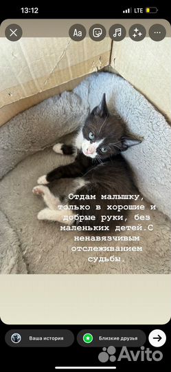 Отдам котенка в добрые руки
