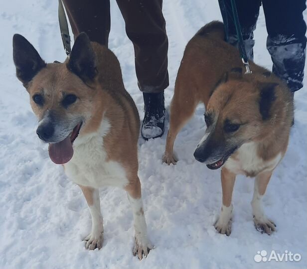 Собака в добрые руки