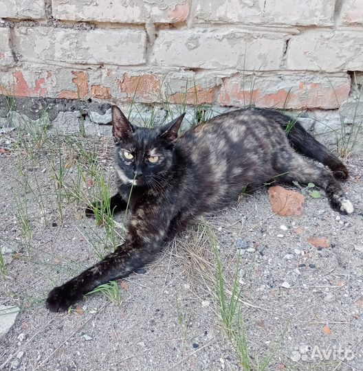 Кошечка в добрые руки