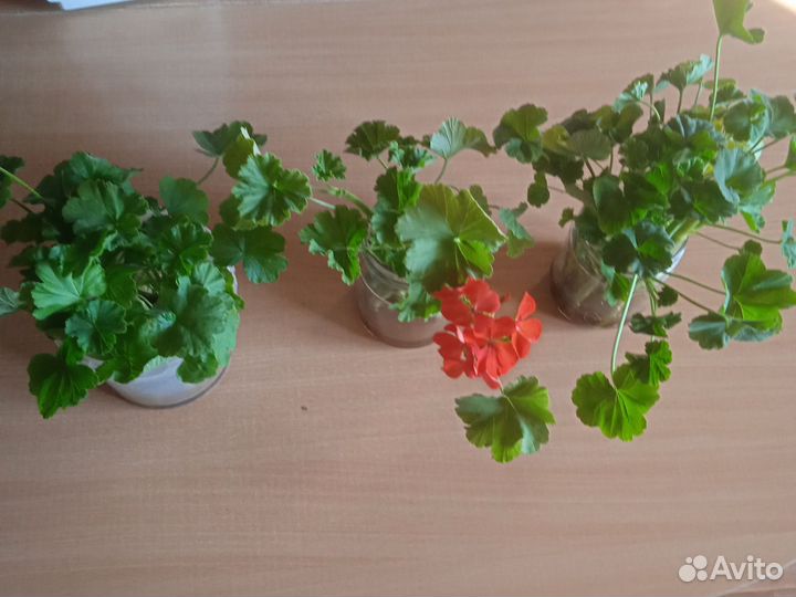 Пеларгония герань