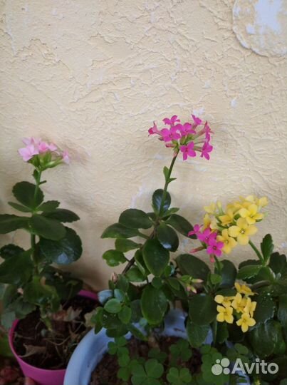 Цветы: Каланхоэ,Алое,Пеларгония,Традескан и другие