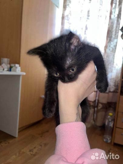 Котята в добрые руки приучены к лотку