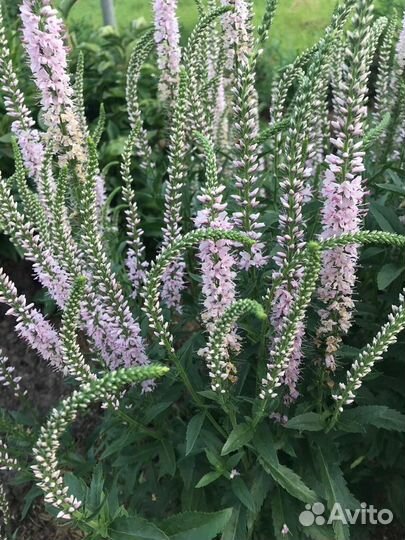 Многолетники. Многолетние растения для сада