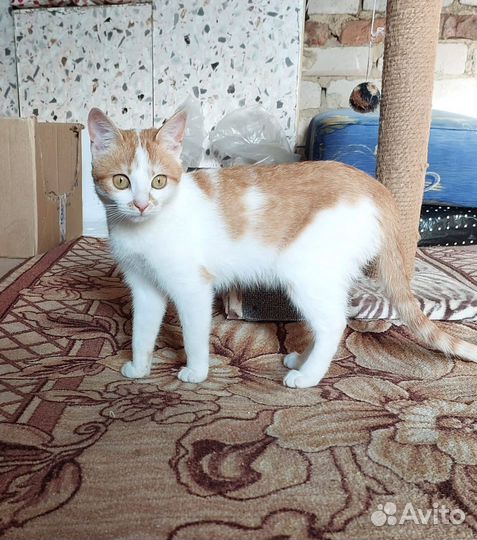Котенок в добрые руки