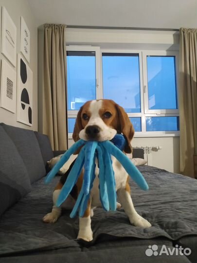 Вязка бигль кобель