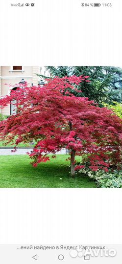 Клены японские Атропурпуреа