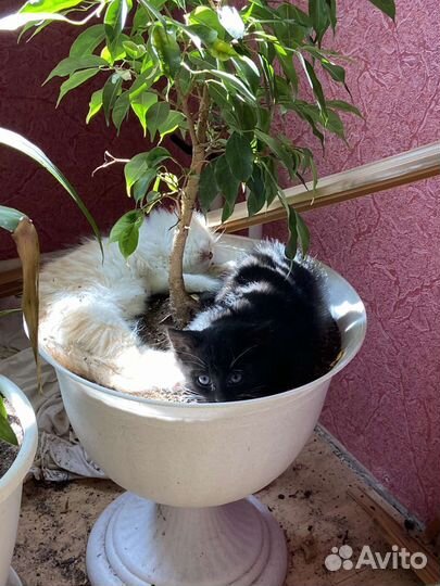 Котята