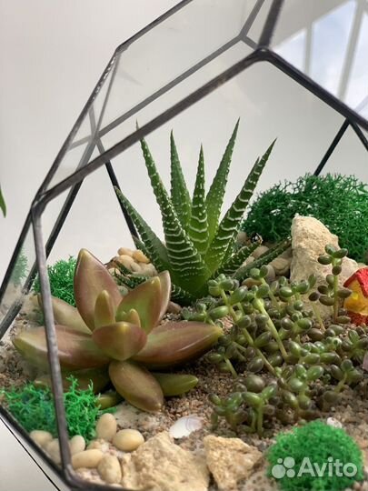 Флорариум с суккулентами