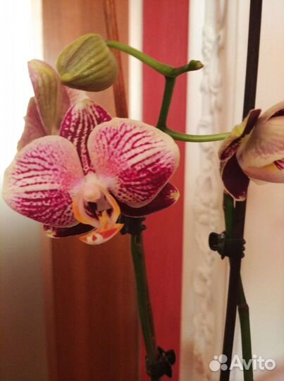Фаленопсис