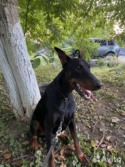 Доберман вязка