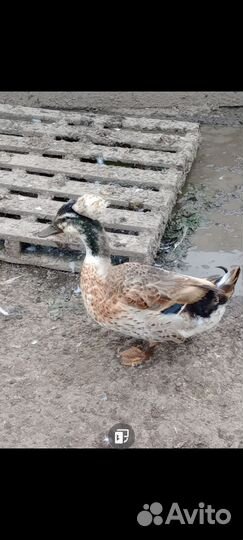 Хохлатые утки