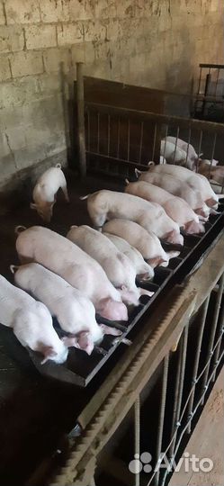 Поросята мать см1 отец дюрок-петрен.возраст от 45