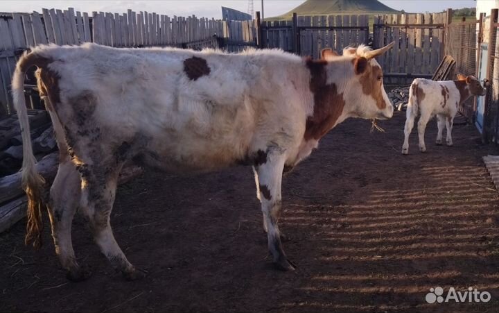 Корова с теленком