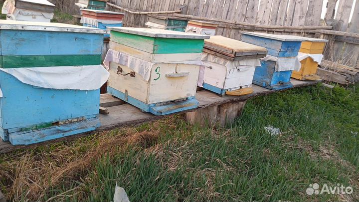 Продам пчелосемьи
