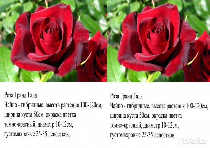 Розы саженцы 45 сортов