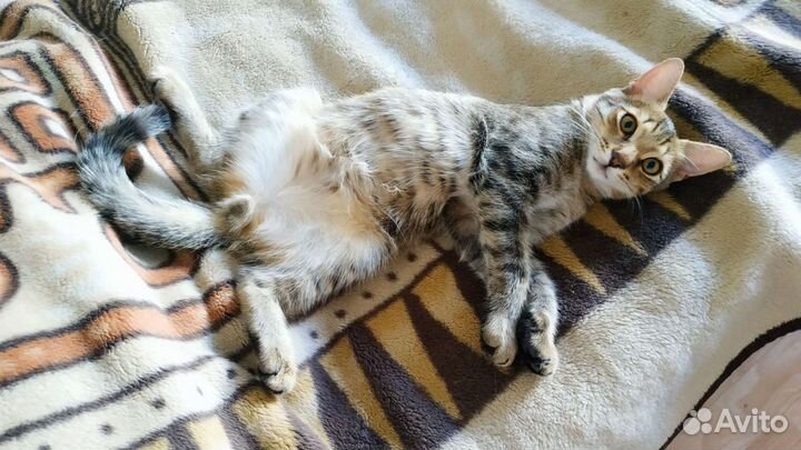 Молодой котик в квартиру, 8 месяцев