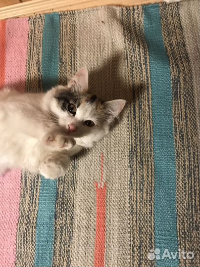 Кошка в дар бесплатно