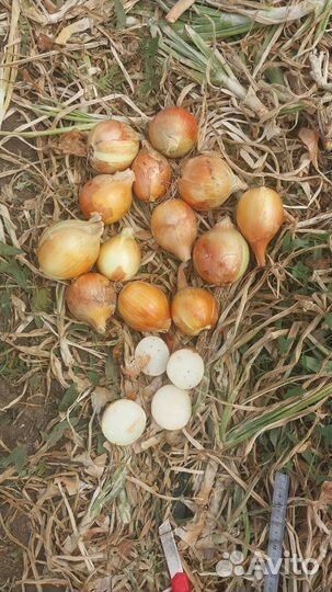 Лук репчатый