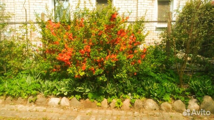 Айва японская хеномелес